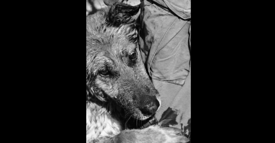 Умерла овчарка Багира, чье фото облетело мир после подрыва Каховской ГЭС
