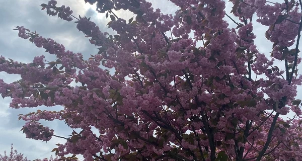 10 квітня - яке сьогодні свято, що не можна робити, все про цей день