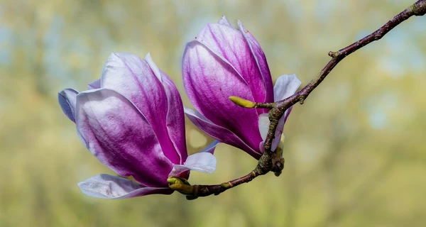 11 апреля - какой сегодня праздник, что нельзя делать, все об этом дне