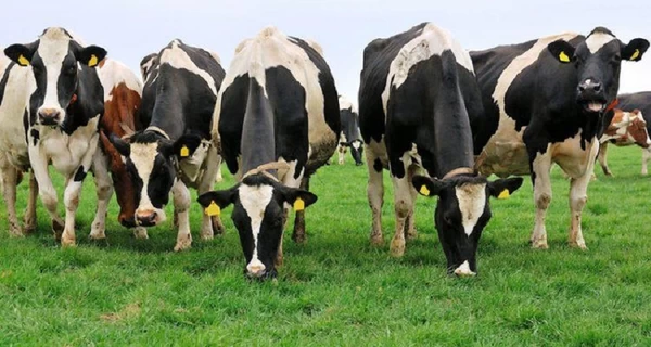 Вспышка ящура в Венгрии - Будапешт не исключает 