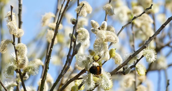 Вербное воскресенье 2025: поздравления в стихах и прозе