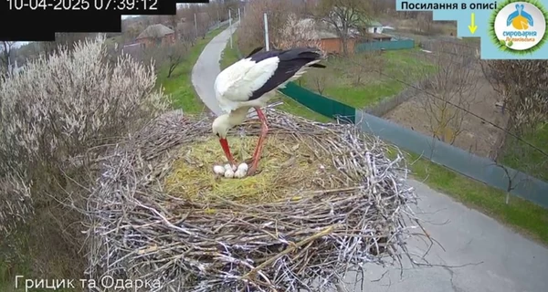 Аист Одарка с Полтавщины снесла уже пять яиц