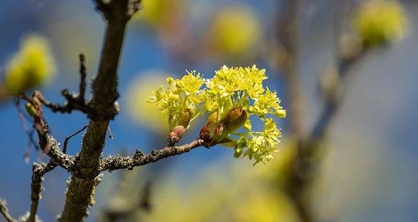 В Украину 13 апреля возвращается потепление, в Киеве ожидается до +15
