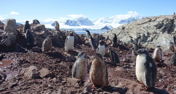 Украинские полярники показали свою 