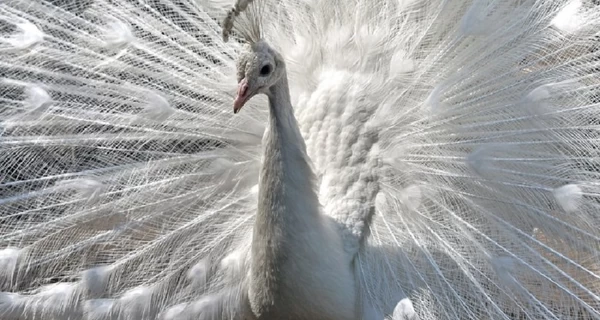 В киевском зоопарке появились новые птицы – индюки и павлины