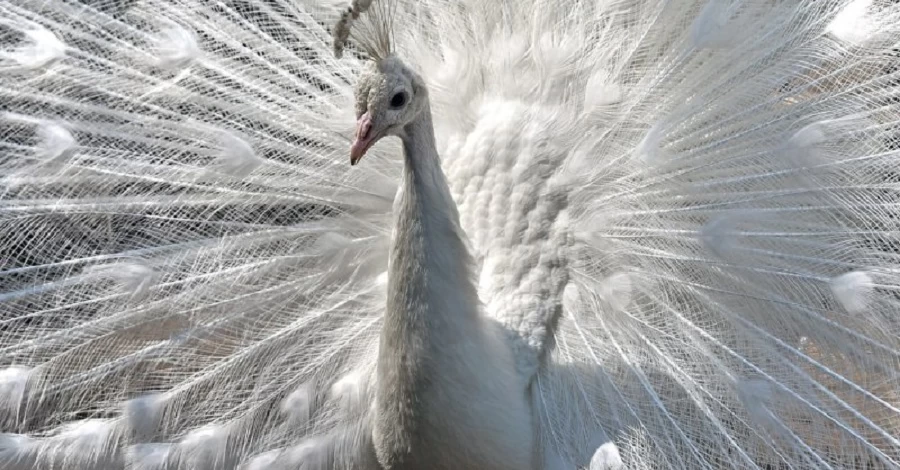 У Київському зоопарку з'явилися нові птахи - індики та павичі