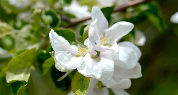 15 апреля – какой сегодня праздник, что нельзя делать в этот день, традиции и обычаи