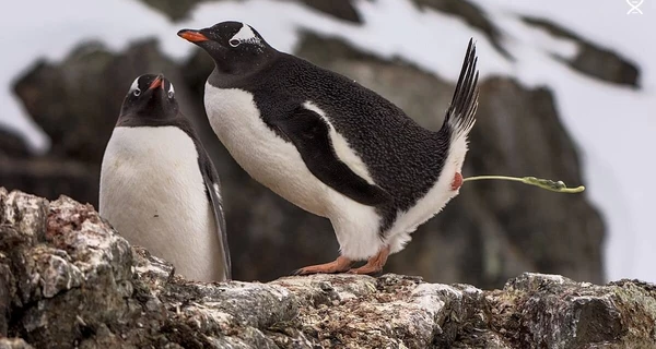 Украинские полярники одержали рекордное количество побед в фотоконкурсе от Википедии