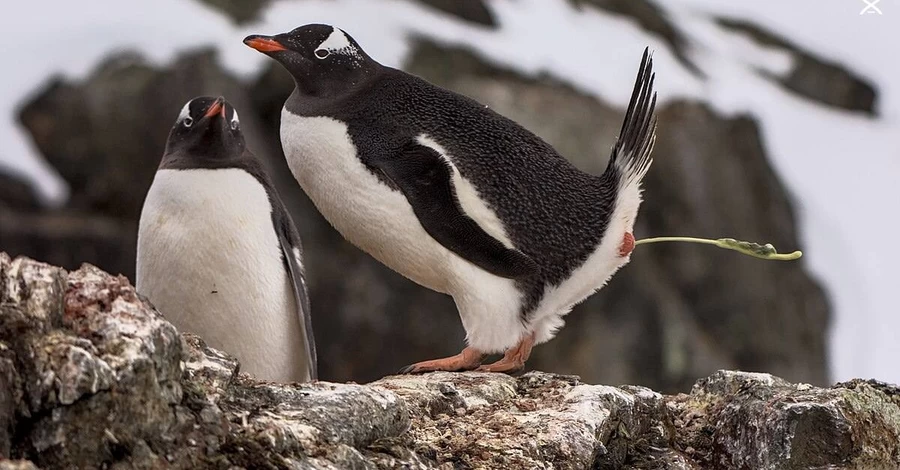 Украинские полярники одержали рекордное количество побед в фотоконкурсе от Википедии