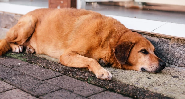 В полиции рассказали подробности убийства собаки в Ровенской области