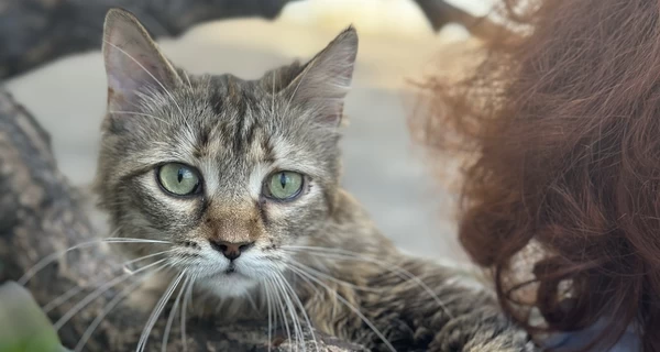 Первые три животных нашли хозяев через 