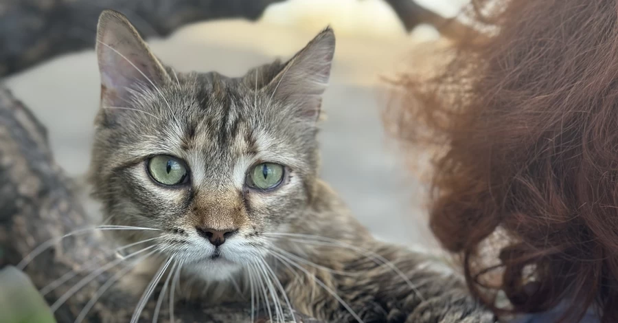 Перші три тварини знайшли господарів через 