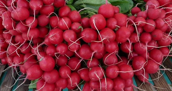 Універсальна редиска: корінці знизять тиск, а листя замінить «аскорбінку»