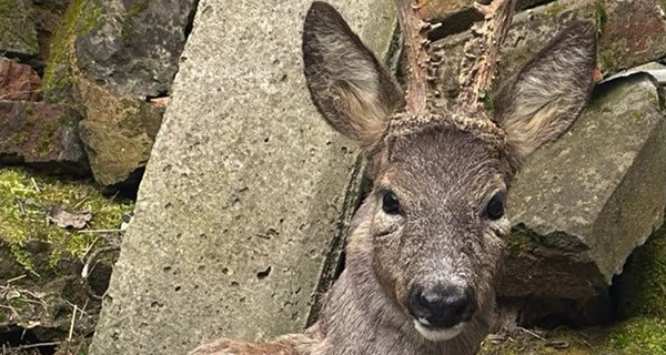 Полицейская из Львовской области спасла раненую косулю