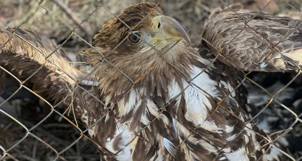 В Ровенской области пограничники спасли краснокнижную птицу, которая не могла летать