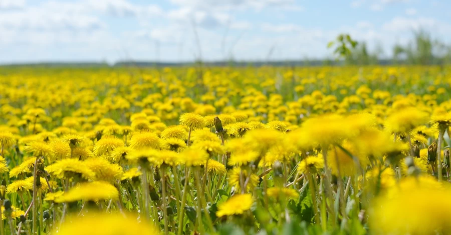 Погода в Украине 21 апреля: много солнца и до 24 градусов тепла