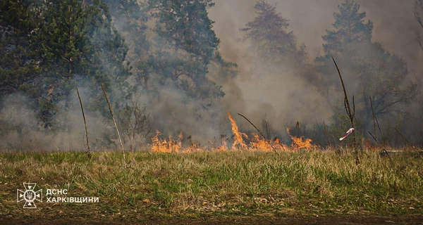 В Харьковской области третьи сутки горит лес