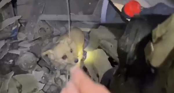 В Сумской области из-под завалов разрушенного обстрелом частного дома спасли собаку