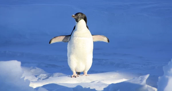 Украинские полярники сняли, как пингвин ворует камни из чужого гнезда