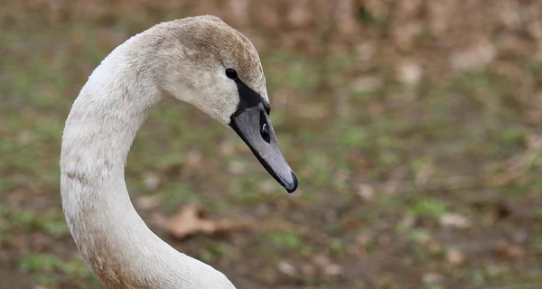 В Херсонской области пограничники спасли лебедя, который упал в траншею