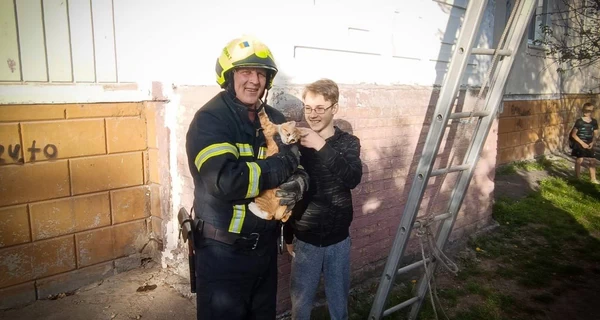 В Белой Церкви владельцам кота пришлось вызвать спасателей - не хотел слезать с дерева