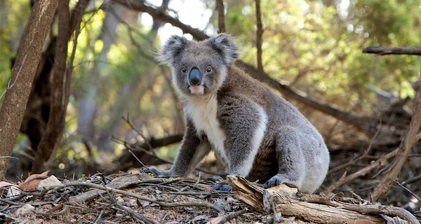  В Австралии расстреляли более 700 коал из вертолета - общественность возмущена