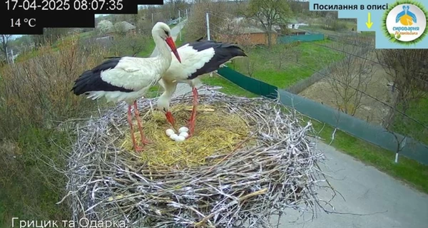 Орнитологи рассказали, как аисты Одарка и Грицик высиживают яйца и почему время от времени некоторые из них переворачивают