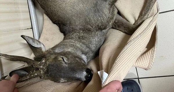 В Харьковской области волонтеры спасли косулю со сломанной ногой