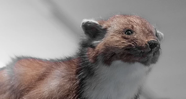 Австралия восстанавливает популяцию редких животных, исчезнувших 60 лет назад