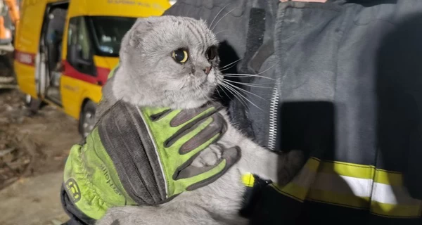 Ночью из-под завалов в Киеве спасли двух котиков