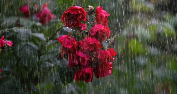 Украинцев предупредили о непогоде в ряде областей - объявлен І уровень опасности