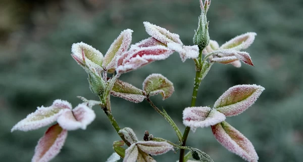 В Украину 28 апреля вернется потепление, но в некоторых регионах ожидаются заморозки