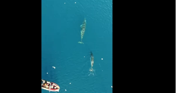 Украинские полярники впервые показали антарктического кита-полосача