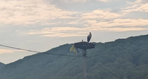На Закарпатті лелека приніс у гніздо прапор України