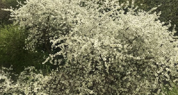 Погода в Украине 30 апреля: заморозки отступают, но на западе и востоке еще возможны дожди