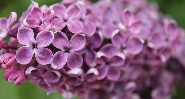 Апрель этого года в Киеве вошел в двадцатку самых теплых за 145 лет