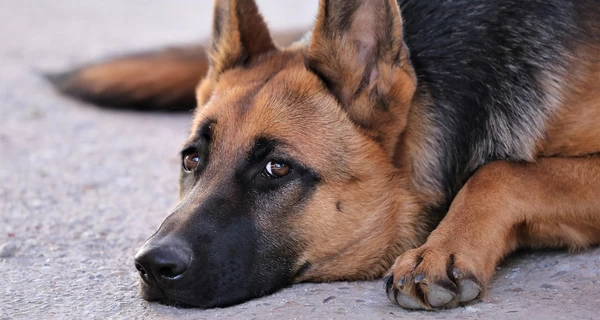 В Харькове спасли пса, который во время российской атаки прыгнул в реку