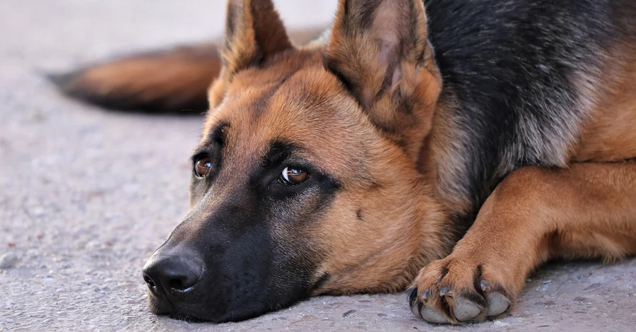 В Харькове спасли пса, который во время российской атаки прыгнул в реку