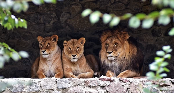 Теплолюбивые обитатели КиевЗоо возвращаются в открытые вольеры