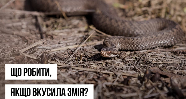 В Украине начался сезон активности змей - в Минздраве предупредили об опасности
