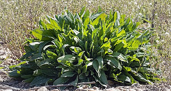 Суперфуд з вітаміном С: щавель смакує у борщі, рятує від авітамінозу і заміняє спрей для горла