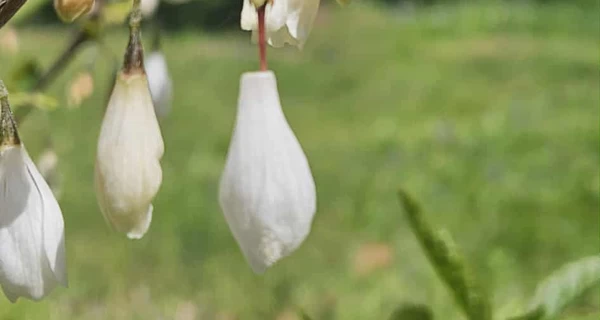 В Ивано-Франковской области расцвело экзотическое 
