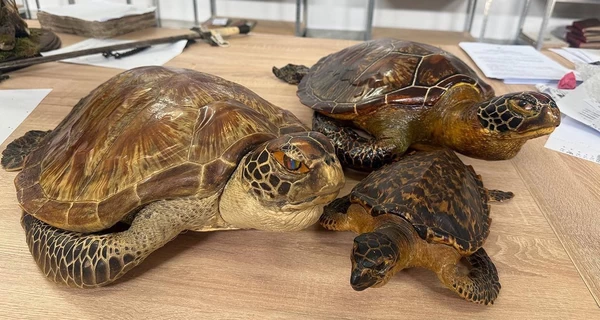 Киевские таможенники нашли в международных посылках чучела редких морских черепах