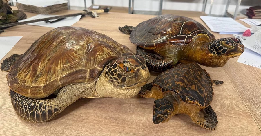 Киевские таможенники нашли в международных посылках чучела редких морских черепах