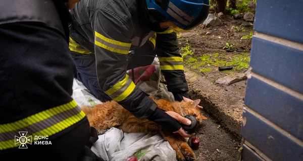 Киевские пожарные спасли из огня рыжего кота