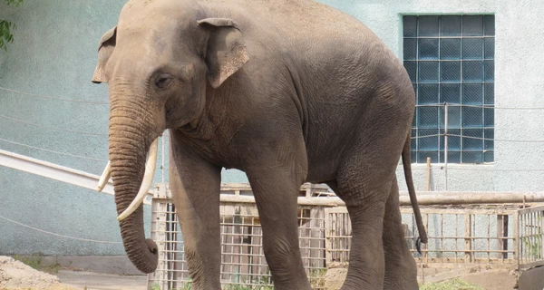 Слон Шанти из николаевского зоопарка отмечает 17-летие