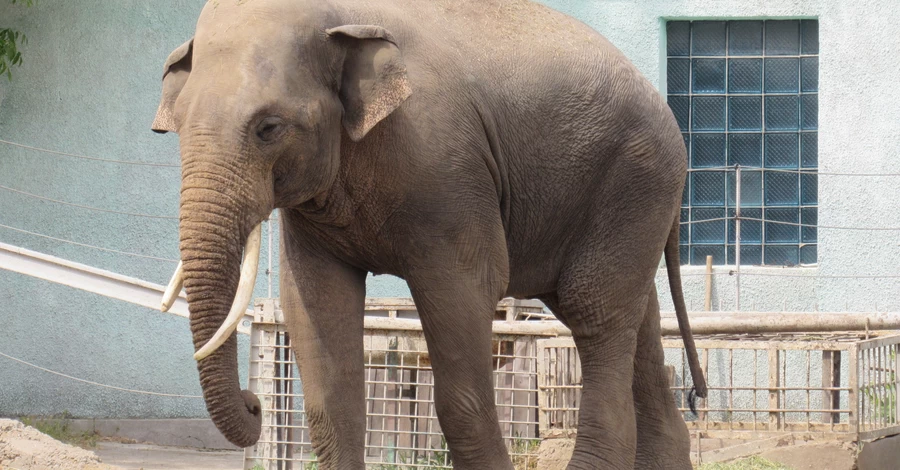 Слон Шанти из николаевского зоопарка отмечает 17-летие