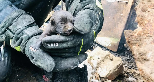 Днепропетровские пожарные спасли щенка из огня