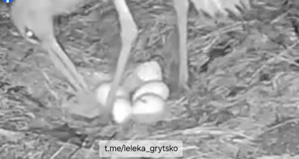 У Одарки и Грицика вылупился первый птенец