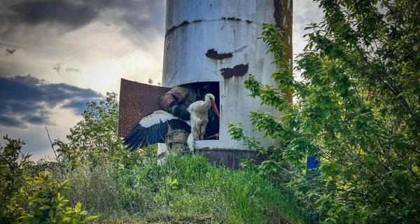 В Черниговской области спасли двух аистов, попавших в ловушку